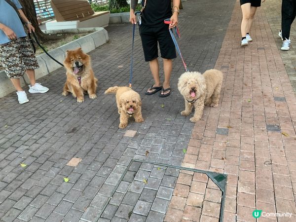 玩，做既行為，訓教，最餵食既佢地