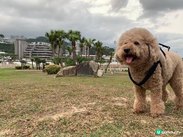 玩，做既行為，訓教，最餵食既佢地