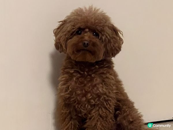 因為我隻Olaf狗囝囝真係好萌?成日擺唔同pose又會打側個...