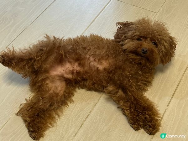 因為我隻Olaf狗囝囝真係好萌?成日擺唔同pose又會打側個...