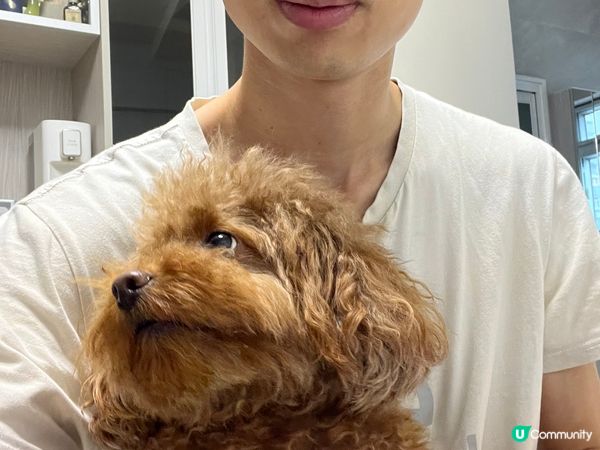 因為我隻Olaf狗囝囝真係好萌?成日擺唔同pose又會打側個...