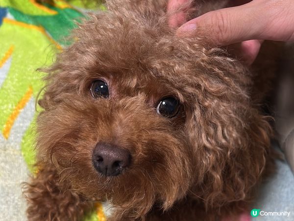 因為我隻Olaf狗囝囝真係好萌?成日擺唔同pose又會打側個...