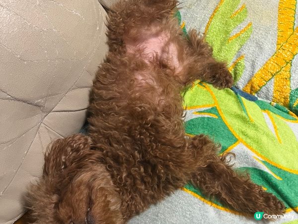 因為我隻Olaf狗囝囝真係好萌?成日擺唔同pose又會打側個...