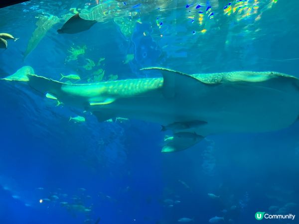 ?繩之旅，美麗海水族館、?繩世界、玉泉洞、美國村