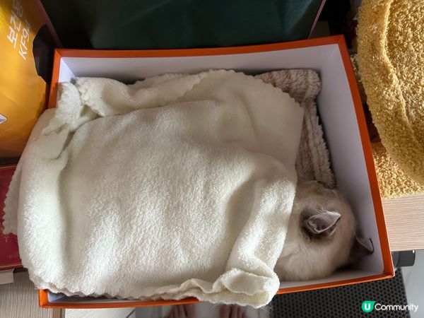 可愛小豬在訓覺