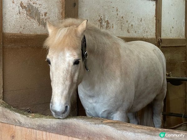 2024 賞櫻10日9夜 四國自駕遊 Day 1-2