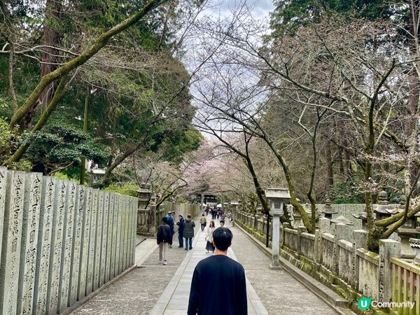 2024 賞櫻10日9夜 四國自駕遊 Day 1-2