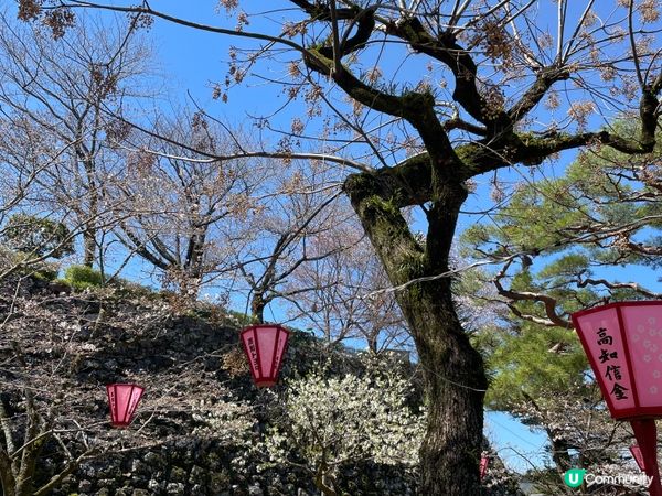 2024賞櫻10日9夜 四國自駕遊 Day 3