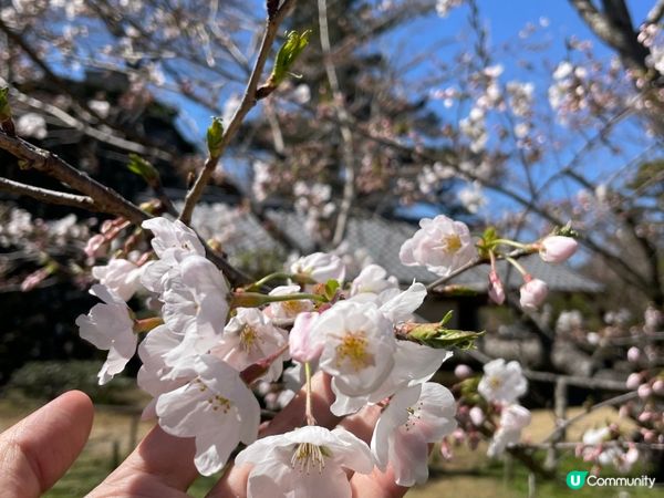 2024賞櫻10日9夜 四國自駕遊 Day 3