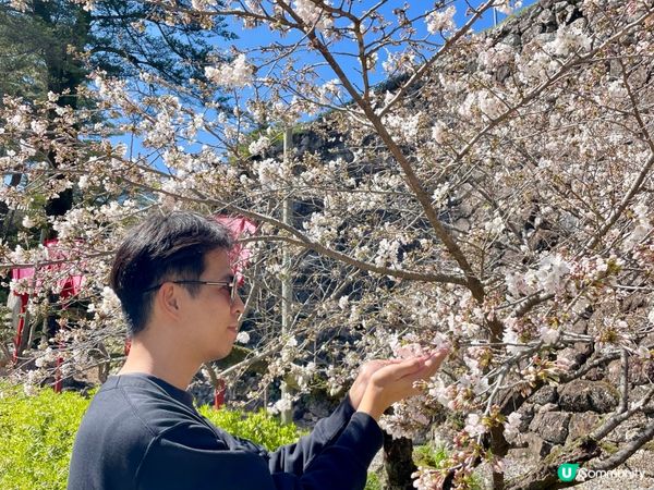 2024賞櫻10日9夜 四國自駕遊 Day 3