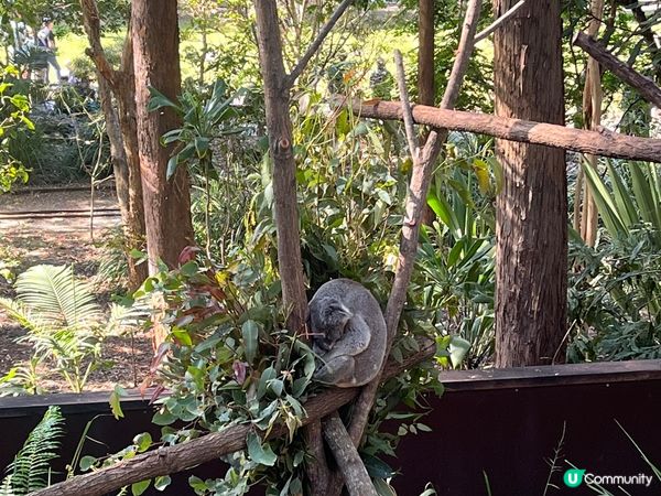 澳洲黃金海岸的夏天，到了公園及動物園，享受夏日與陽光