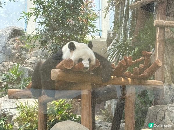 上星期去了海洋公園，坐了山頂纜車?，去睇了?盈盈/樂樂，水族...