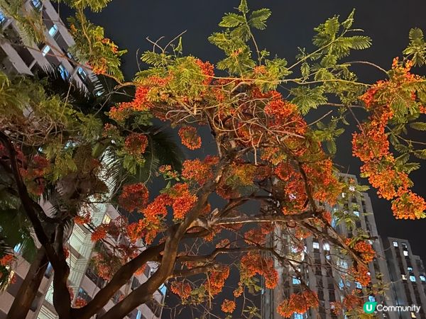 夜間生活夜繽紛，打卡熱點多處是，樂而忘返還盡興。遇到