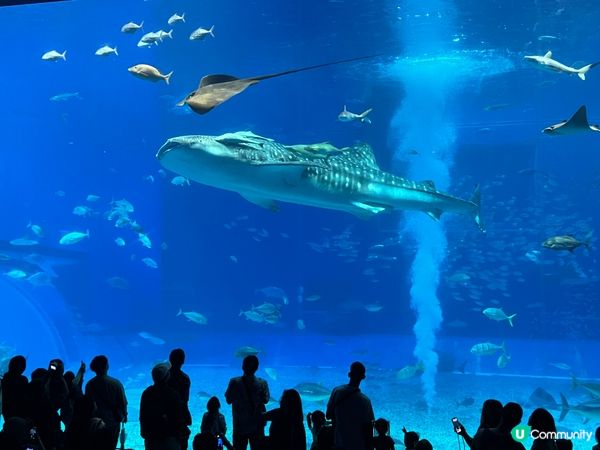 沖繩的美麗海水族館是必去景點之一，有一條很大的鯨鯊，並且有很...