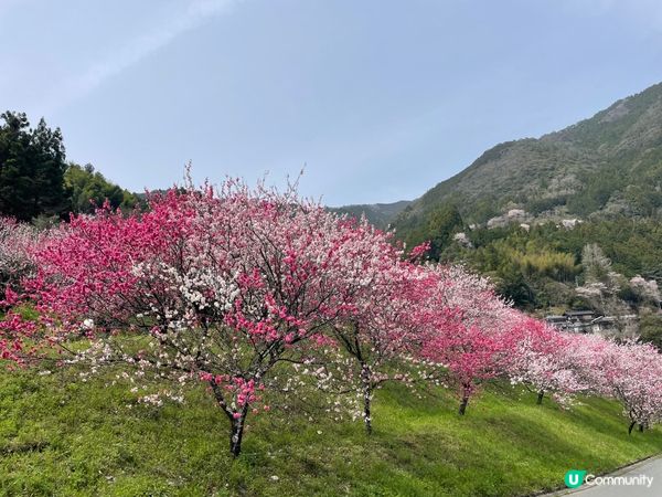賞櫻必去隱世山頭🌸