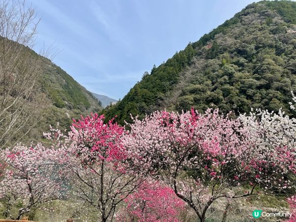 賞櫻必去隱世山頭🌸