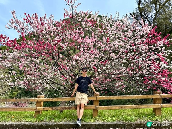 賞櫻必去隱世山頭🌸