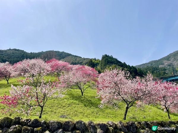 賞櫻必去隱世山頭🌸