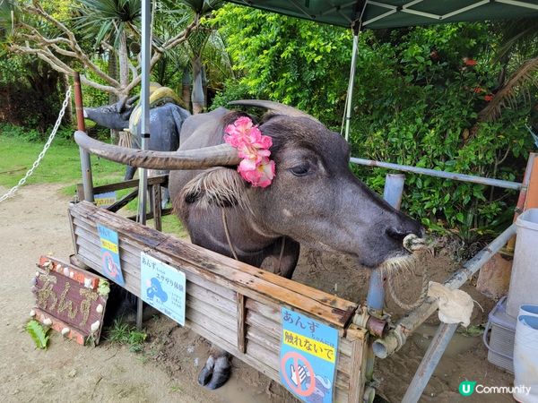 ⛰️僅餘十數人留守⭕️日本小島 ⛰️