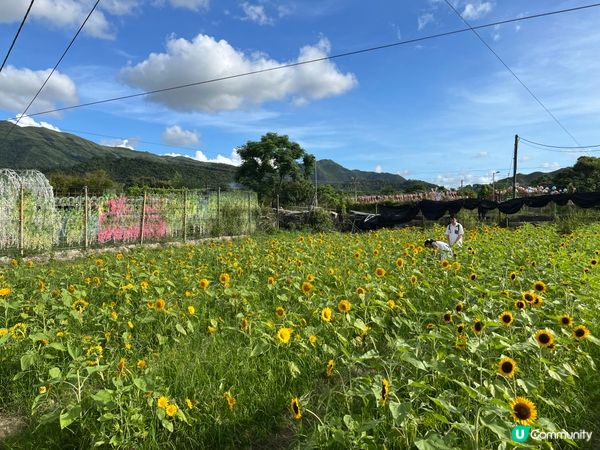 元朗信芯園，盛開的太陽花田是夏天限定的打卡點，入場費是$50...