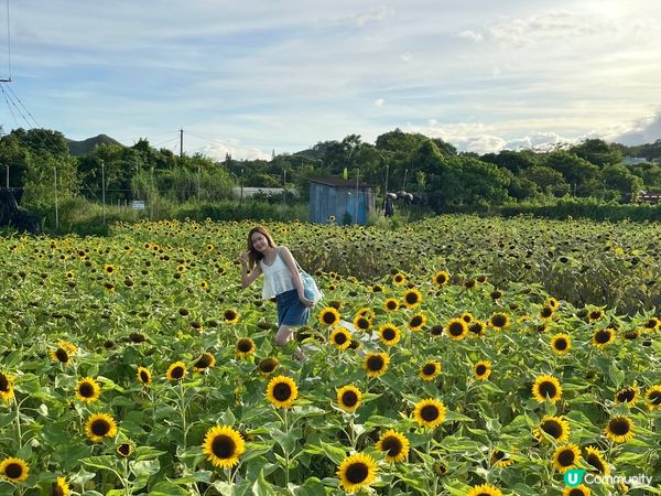 元朗信芯園，盛開的太陽花田是夏天限定的打卡點，入場費是$50...