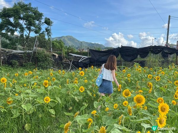 元朗信芯園，盛開的太陽花田是夏天限定的打卡點，入場費是$50...