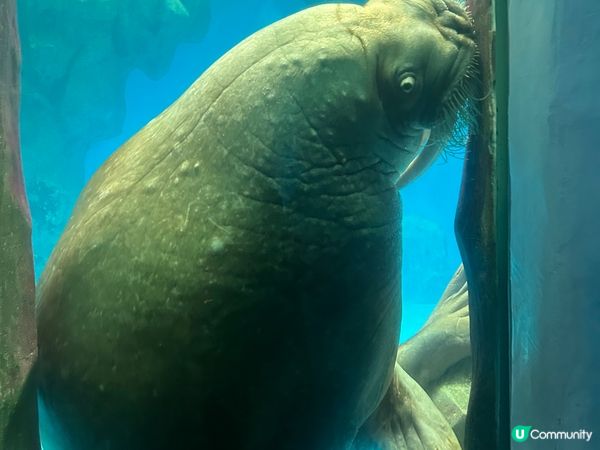 同小朋友去過海洋公園睇海獅同埋去水上樂園玩