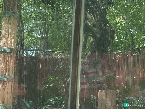 長隆野生動物園,非常多動物,及有稀有品種,長隆國際大馬戲也非...