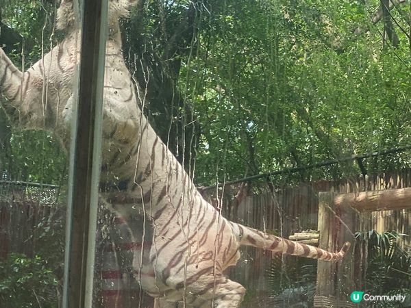 長隆野生動物園,非常多動物,及有稀有品種,長隆國際大馬戲也非...