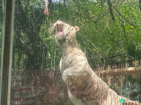 長隆野生動物園,非常多動物,及有稀有品種,長隆國際大馬戲也非...