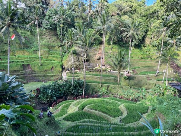 呢度係Alas Harum Bali，係Bali睇梯田、蕩千...