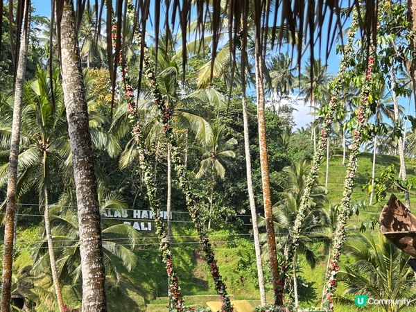 呢度係Alas Harum Bali，係Bali睇梯田、蕩千...