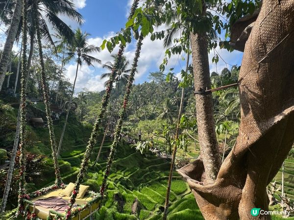 呢度係Alas Harum Bali，係Bali睇梯田、蕩千...