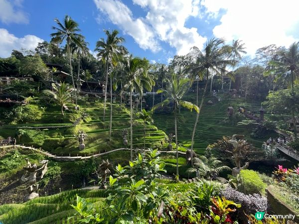 呢度係Alas Harum Bali，係Bali睇梯田、蕩千...