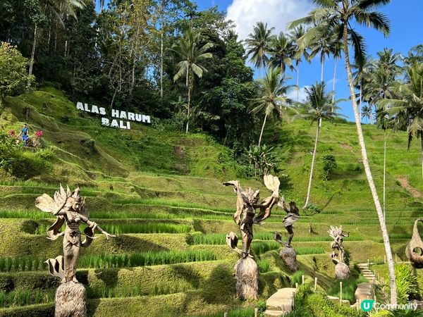 呢度係Alas Harum Bali，係Bali睇梯田、蕩千...