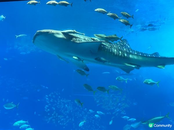 沖繩，夏天自駕遊，適合一家大細去旅行，購物，陽光與海灘?地方...