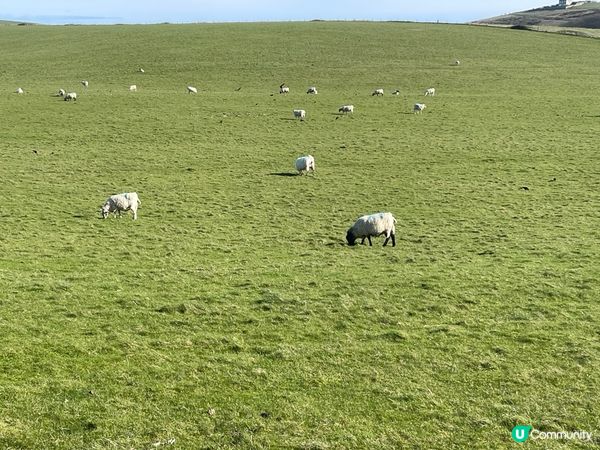 英國最知名的地理景觀，多佛白色懸崖