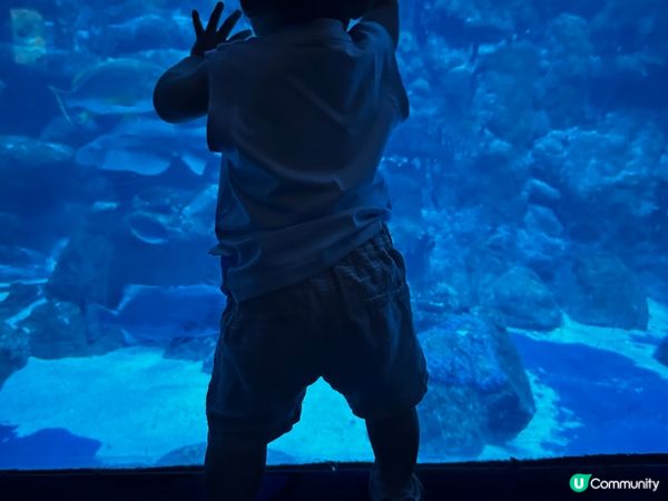 北角匯二期，有巨型花束可打卡