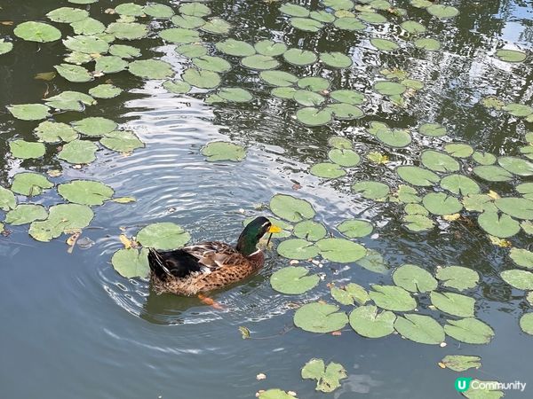 這裏是深圳甘坑古鎮，古色古香，如圖晚上夜景很漂亮。在這裏穿上...