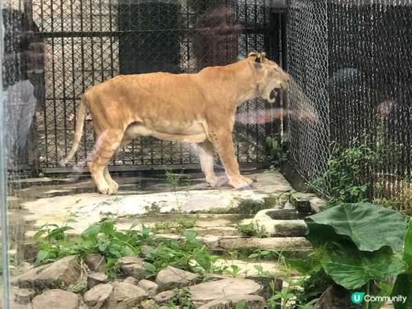 深圳野生動物園都幾多動物睇，港澳居民門票有優惠，值得一去, ...