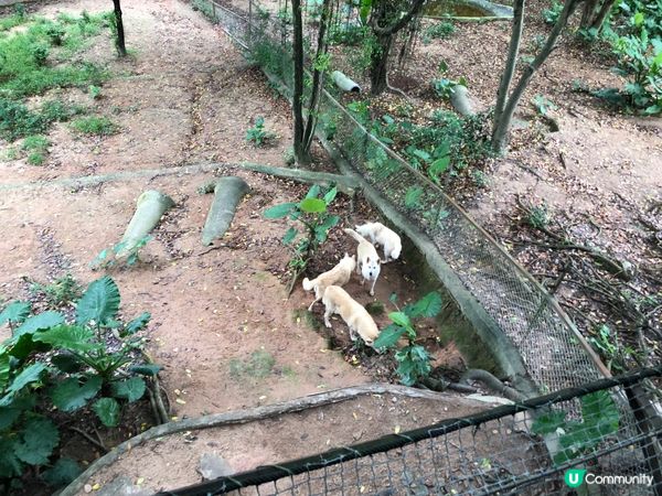 深圳野生動物園都幾多動物睇，港澳居民門票有優惠，值得一去, ...