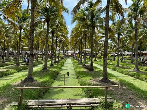 清邁週末限定椰林市集