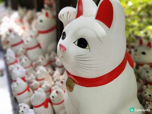 東京之旅觀光景點，去佐貓奴必去既貓貓神社豪德寺，東京必去的富...