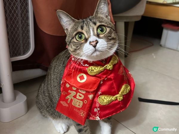 新年流流着返件應節衫去拜下年逗利是買零食