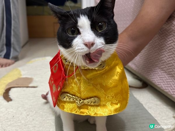 新年流流着返件應節衫去拜下年逗利是買零食