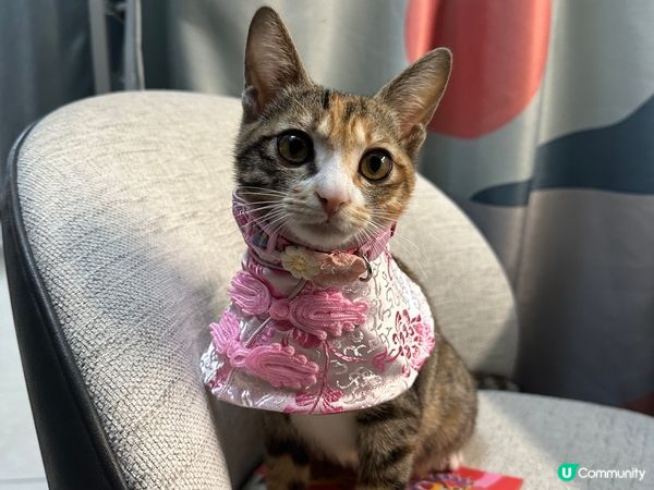 新年流流着返件應節衫去拜下年逗利是買零食