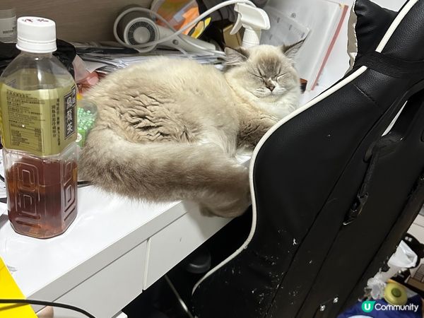 Hello 藍白英短叫包包 美國卷耳叫薯仔 曼基叫麵包車