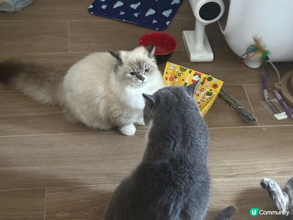 Hello 藍白英短叫包包 美國卷耳叫薯仔 曼基叫麵包車