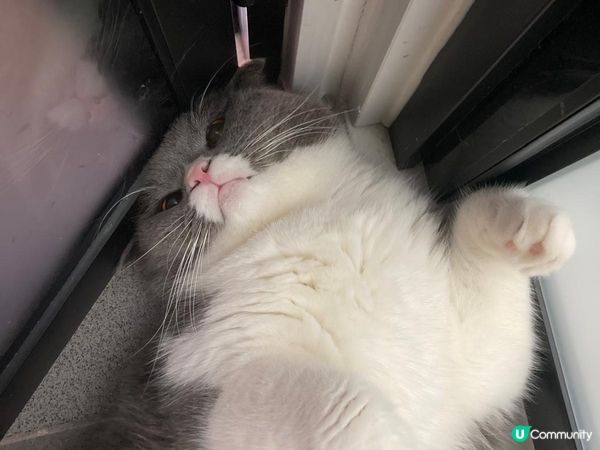 Hello 藍白英短叫包包 美國卷耳叫薯仔 曼基叫麵包車