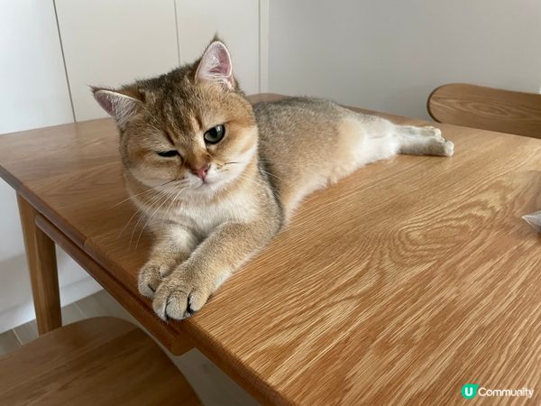 我家有隻貓主子：小千，佢最鍾意躺平同埋練貓貓拳